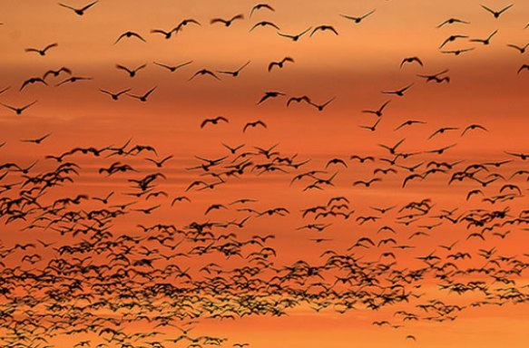 birds_migration